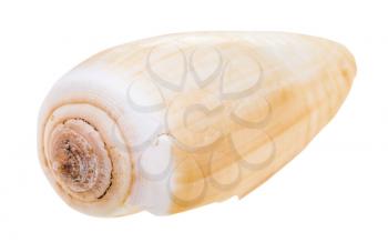 shell of conus snail isolated on white background