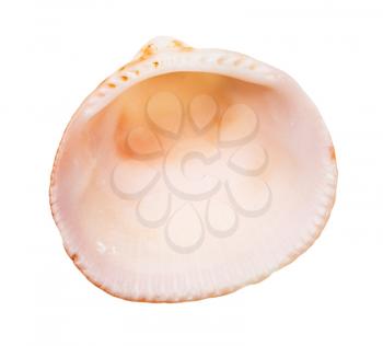 empty orange and pink shell of cockle isolated on white background