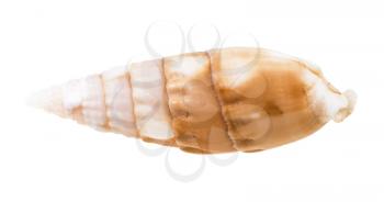 shell of cerith mollusc isolated on white background