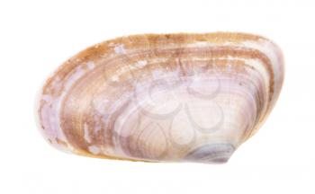 shell of clam isolated on white background