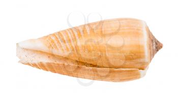 empty shell of cone snail isolated on white background