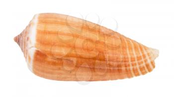 shell of cone snail isolated on white background