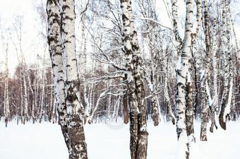 white birch trees in snow-covered forest in winter twilight