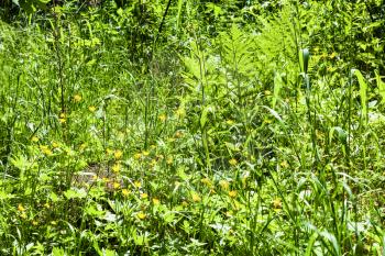 natural background - green meadow with buttercup flowers in forest in sunny summer day