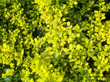 natural background - foliage of yellow Japanese Barberry plant (Berberis Thunbergii Aurea) in summer