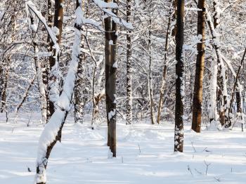 bare tree trunks in snow-covered forest in Timiryazevskiy park of Moscow city in sunny winter day