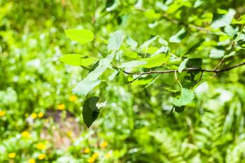natural background - aspen twig with green leaves over meadow in forest in sunny summer day (focus on the branch in the foreground)
