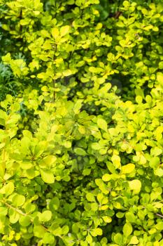 natural background - leaves of yellow Thunbergs Barberry plant (Berberis Thunbergii Aurea) in summer