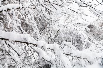 snow-covered twigs in winter forest of Timiryazevskiy park in Moscow city