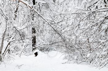 snow path in winter forest of Timiryazevskiy park in Moscow city