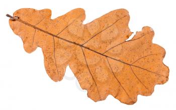back side of autumn dried leaf of oak tree isolated on white background