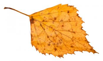 fallen rotten yellow leaf of birch tree isolated on white background