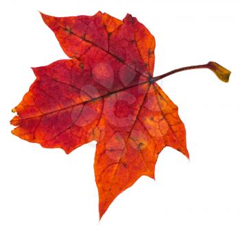red autumn leaf of maple tree isolated on white background