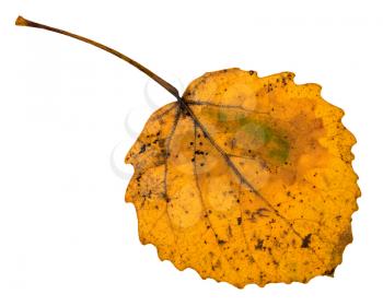 back side of autumn yellow fallen leaf of aspen tree isolated on white background