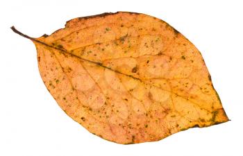 fallen leaf of poplar tree isolated on white background