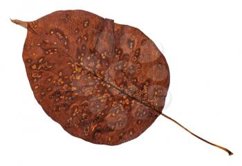 decayed autumn leaf of pear tree isolated on white background