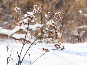 dried thistle at the edge of forest in sunny winter day in Smolensk region of Russia
