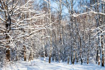 snow-covered woods in forest of Timiryazevskiy park of Moscow city in sunny winter day