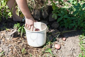 peasant picks up potatoes in bucket at vegetable garden in sunny summer day in Kuban region of Russia