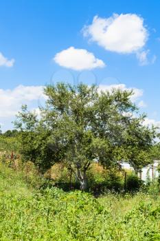 old cherry tree in green rural garden under blue sky in sunny summer day in Kuban region of Russia