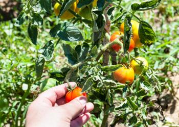 hand picks up a little tomato from a bush in a vegetable garden in sunny summer day in Kuban region of Russia