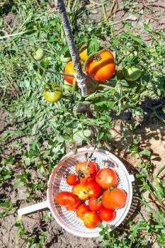 basket with ripe tomatoes near tomato bush in a vegetable garden in sunny summer day in Kuban region of Russia