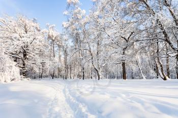 view of snowy Timiryazevskiy forest park of Moscow city in sunny winter morning