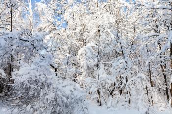 snowy trees and bushes in Timiryazevskiy forest park of Moscow city in sunny winter morning