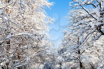 bottom view of blue sky between snowy trees in Timiryazevskiy forest park of Moscow city in sunny winter morning