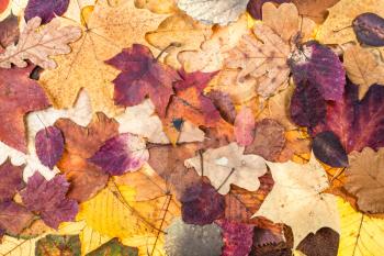 natural autumn background from various colorful leaves of oak, maple, alder, malus, aspen trees