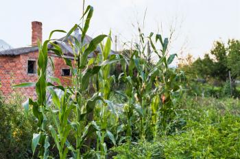 corn plants in country garden in summer evening in Kuban region of Russia