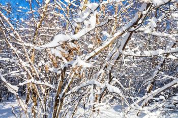 dried maple seeds on snow-covered branch in Timiryazevskiy park of Moscow city in sunny winter day