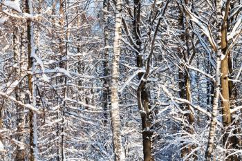 thicket from birch and oak trees in snowy forest of Timiryazevskiy park of Moscow city in sunny winter day