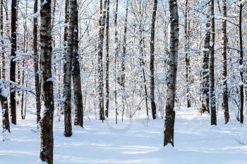 bare tree trunks in snowy forest of Timiryazevskiy park of Moscow city in sunny winter day