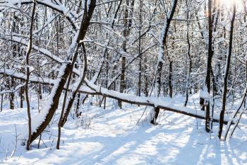 snow-covered broken tree in forest of Timiryazevskiy park of Moscow city in sunny winter day