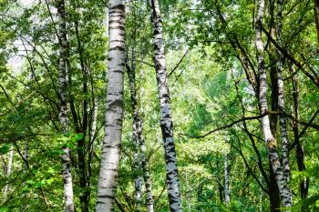 birch trees in green forest in Timiryazevskiy park of Moscow on sunny summer day