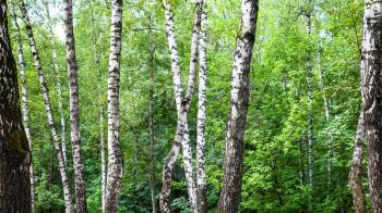 white birch trees in green forest in Timiryazevskiy park of Moscow on summer day