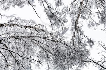 bottom view of snow-covered crowns of birch trees in forest of Timiryazevskiy park of Moscow city in overcast winter day