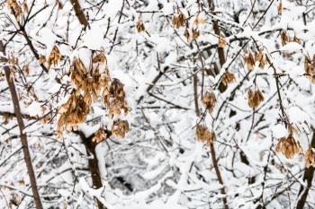 snow-covered maple seeds on branch in snowy forest of Timiryazevskiy park of Moscow city in overcast winter day