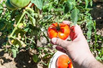 hand picks up a ripe red tomato from a bush in a vegetable garden in sunny summer day in Kuban region of Russia