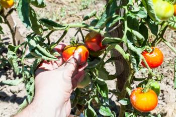 hand harvests a ripe red tomato from a bush in a vegetable garden in sunny summer day in Kuban region of Russia