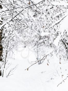 snow-covered twig close up in winter forest of Timiryazevskiy park in Moscow city
