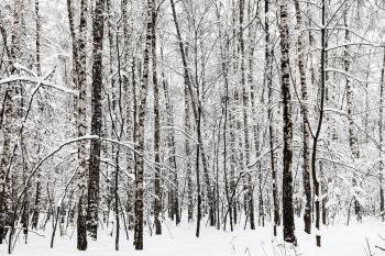 birch grove in winter forest of Timiryazevskiy park in Moscow city