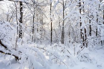 snow-covered trees in Timiryazevskiy forest park of Moscow city in sunny winter morning
