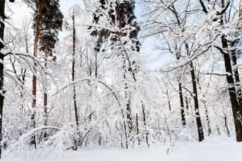 pine and oak trees in Timiryazevskiy forest park of Moscow city in sunny winter morning