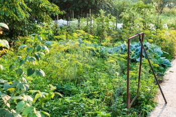 rural vegetable garden after rain in summer evening day in Kuban region of Russia