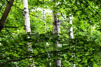 view of green dense forest with maple branches and birch trunks in Timiryazevskiy park of Moscow on summer day