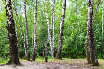 birch trees on meadow in green forest in Timiryazevskiy park of Moscow on summer day