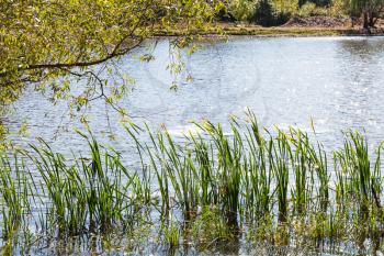 coast of urban pond illuminated by sun at the beginning of autumn