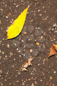 top view of yellow leaf floats in puddle on asphalt road in sunny autumn day